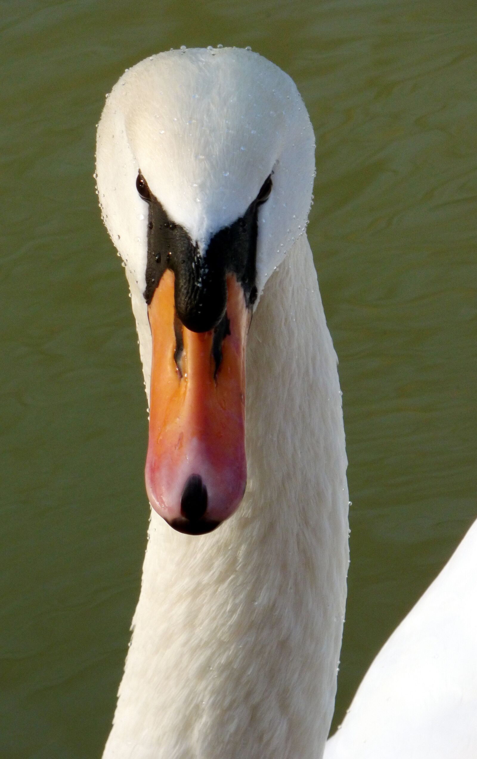 Panasonic DMC-FZ72 sample photo. Bird, swan, nature photography