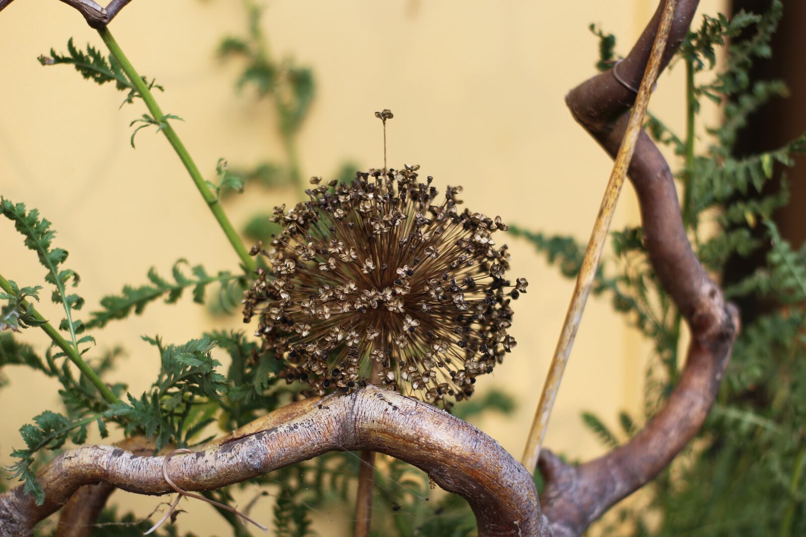 Canon EOS 700D (EOS Rebel T5i / EOS Kiss X7i) sample photo. Decoration, trockenblume, ornamental onion photography