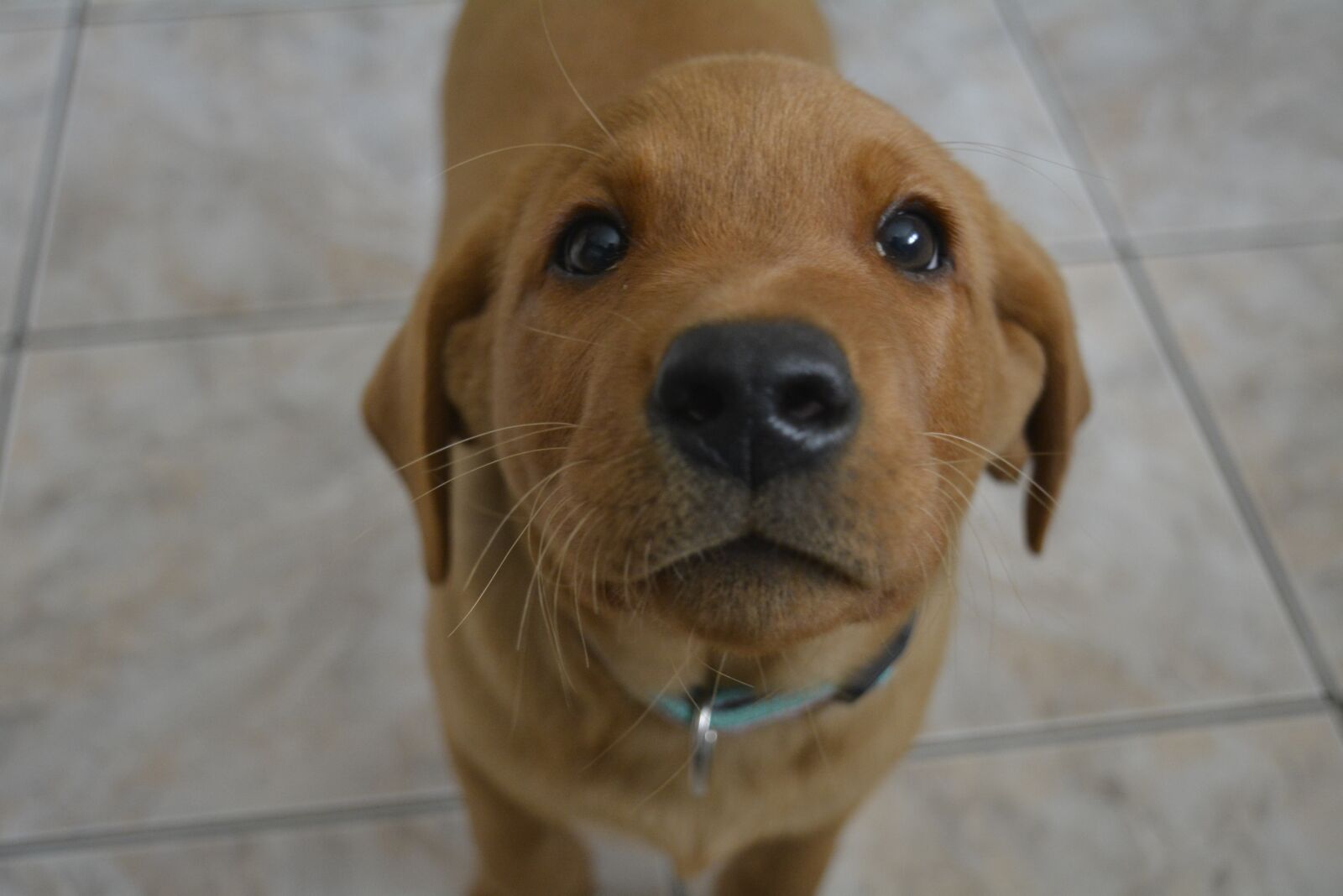 Nikon D5200 sample photo. Dog, puppy, labrador photography
