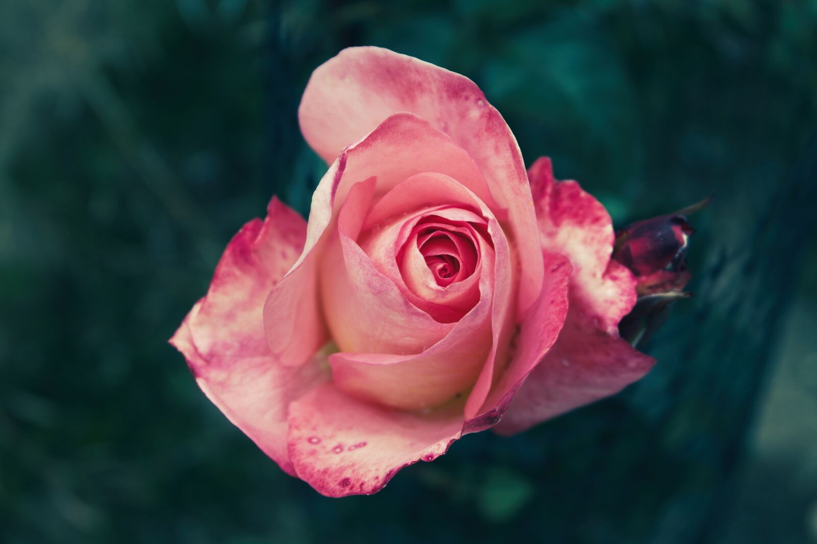 Samsung NX1000 sample photo. Rose, flower, nature photography