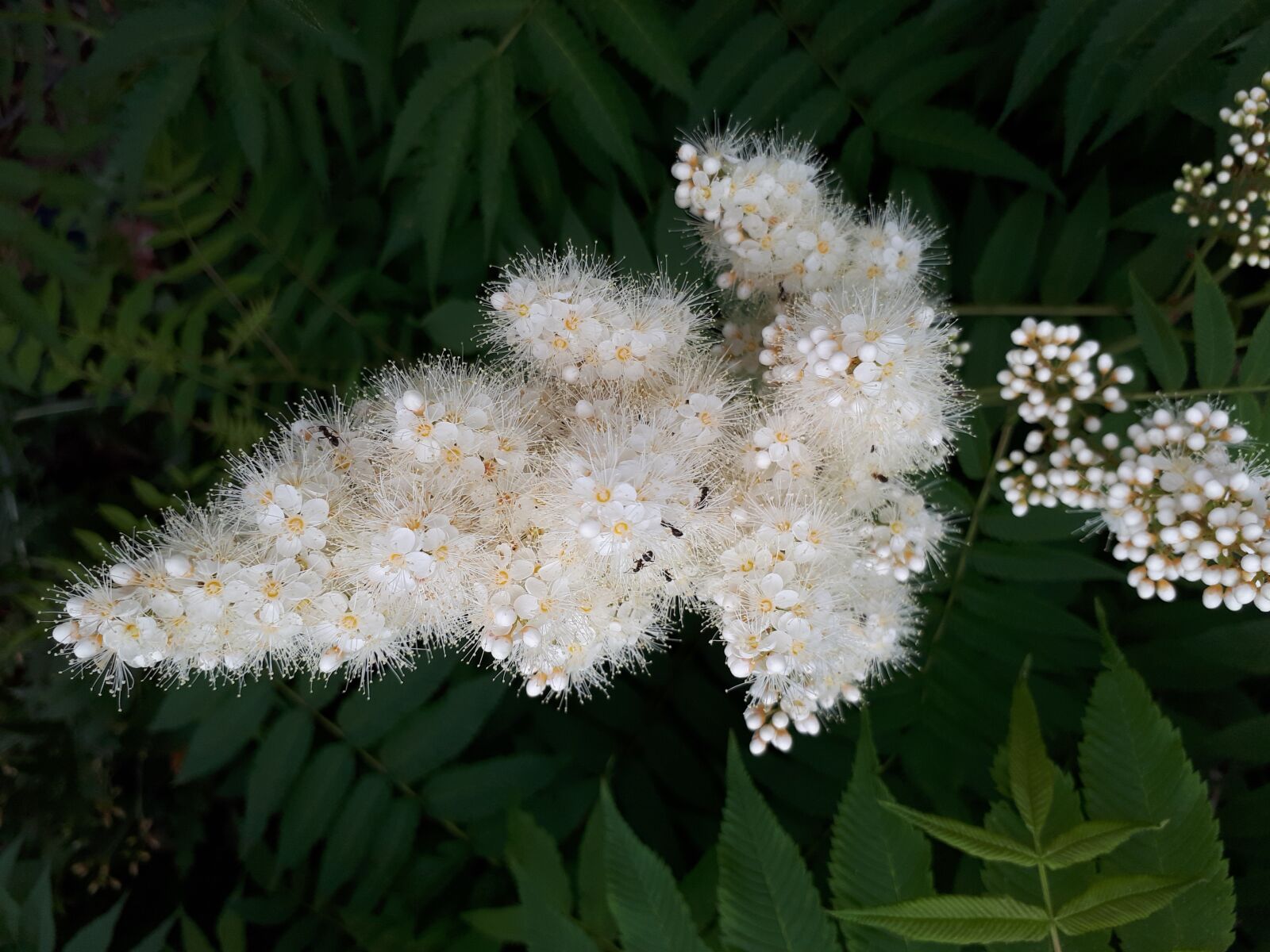 Samsung Galaxy A5(2017) sample photo. White flowers, flower, nature photography