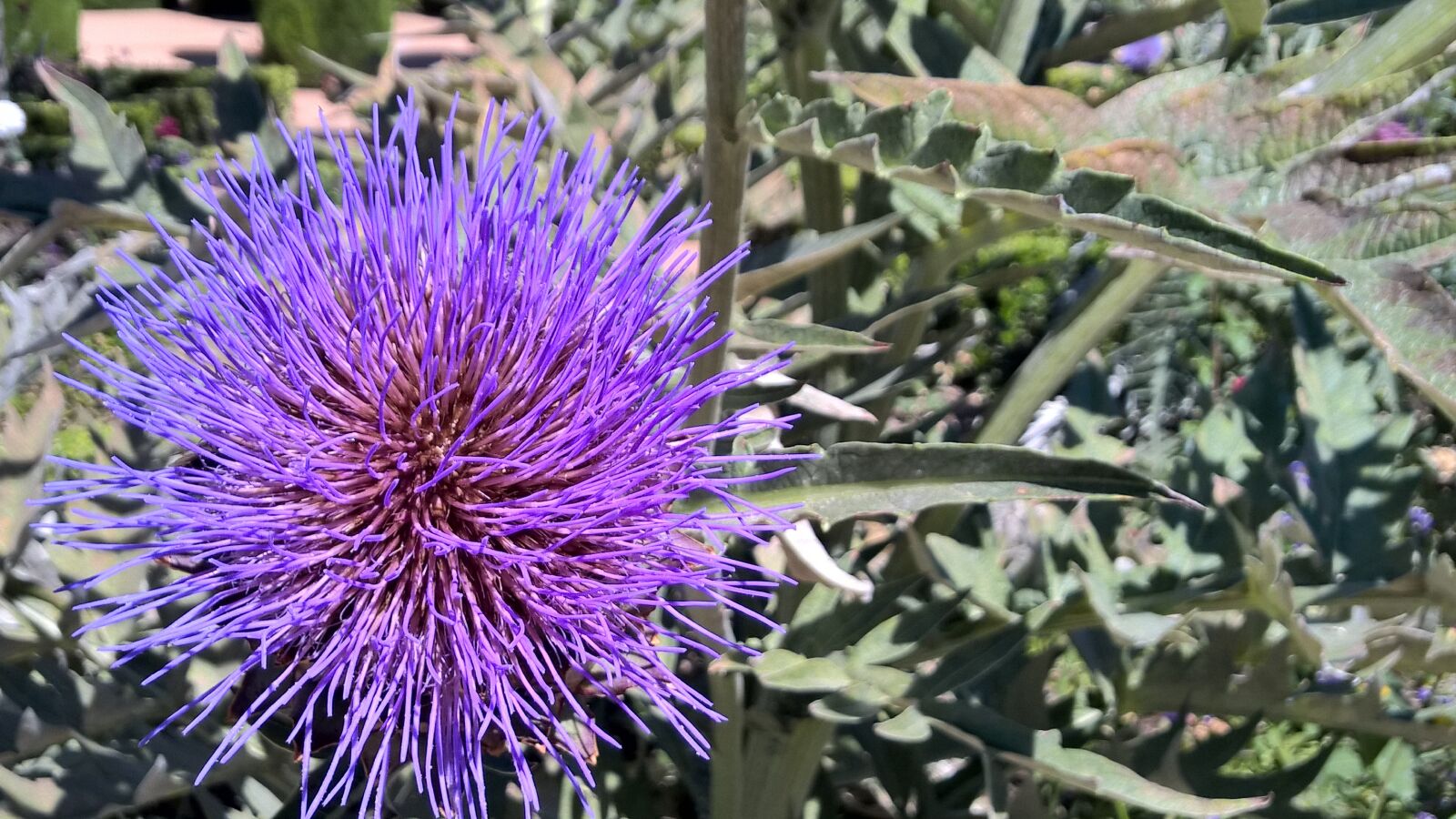 Nokia Lumia 1520 sample photo. Flower, thistle, spines photography