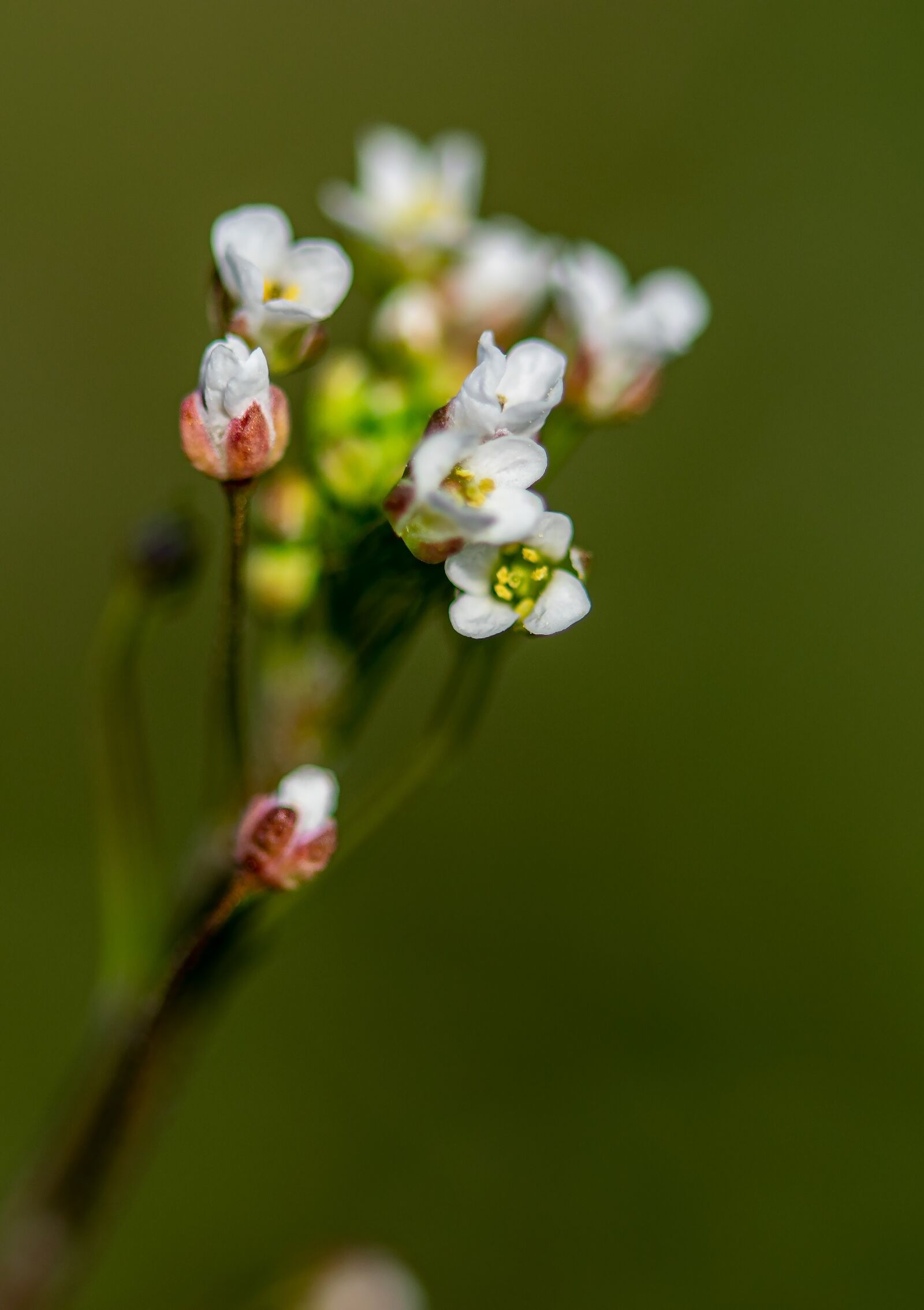 Nikon D5300 sample photo. Field bloom, flower, spring photography