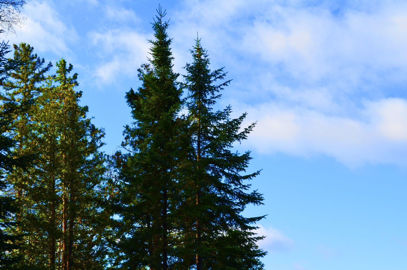 Nikon D5100 sample photo. Trees, skyline, green photography