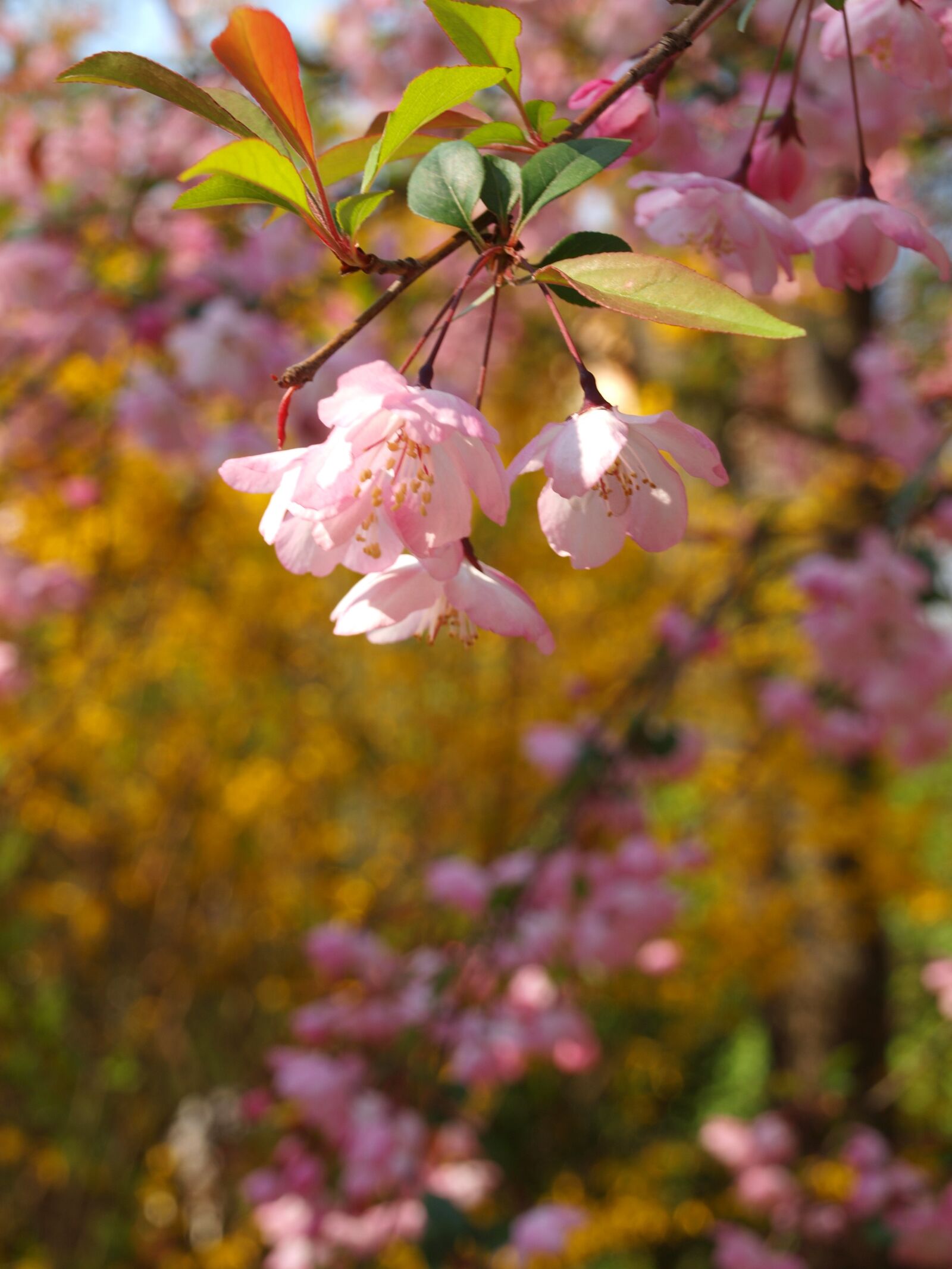 Olympus E-600 (EVOLT E-600) sample photo. Flower, spring, inflorescence photography