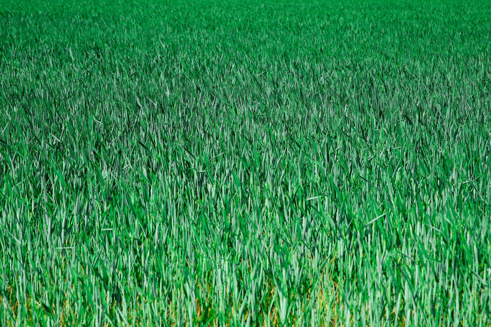 Canon EOS 6D Mark II sample photo. Grain, cornfield, field photography