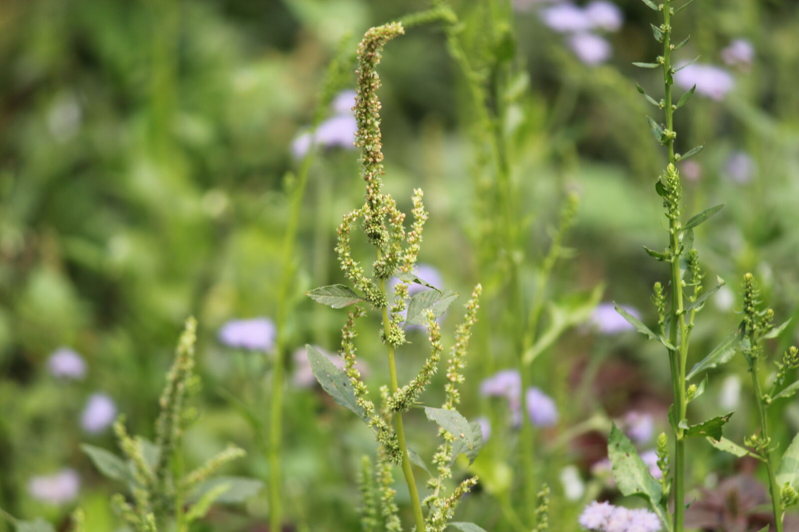 Canon EF-S 55-250mm F4-5.6 IS II sample photo