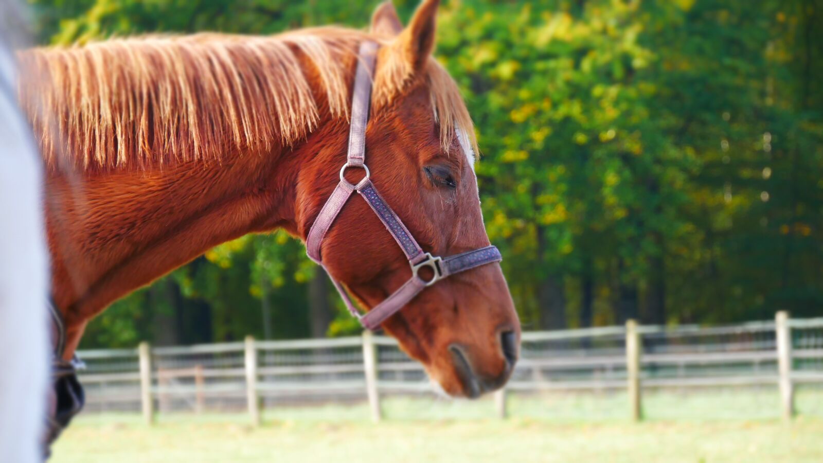 Panasonic Lumix DMC-G85 (Lumix DMC-G80) sample photo. Horse, animal, animals photography