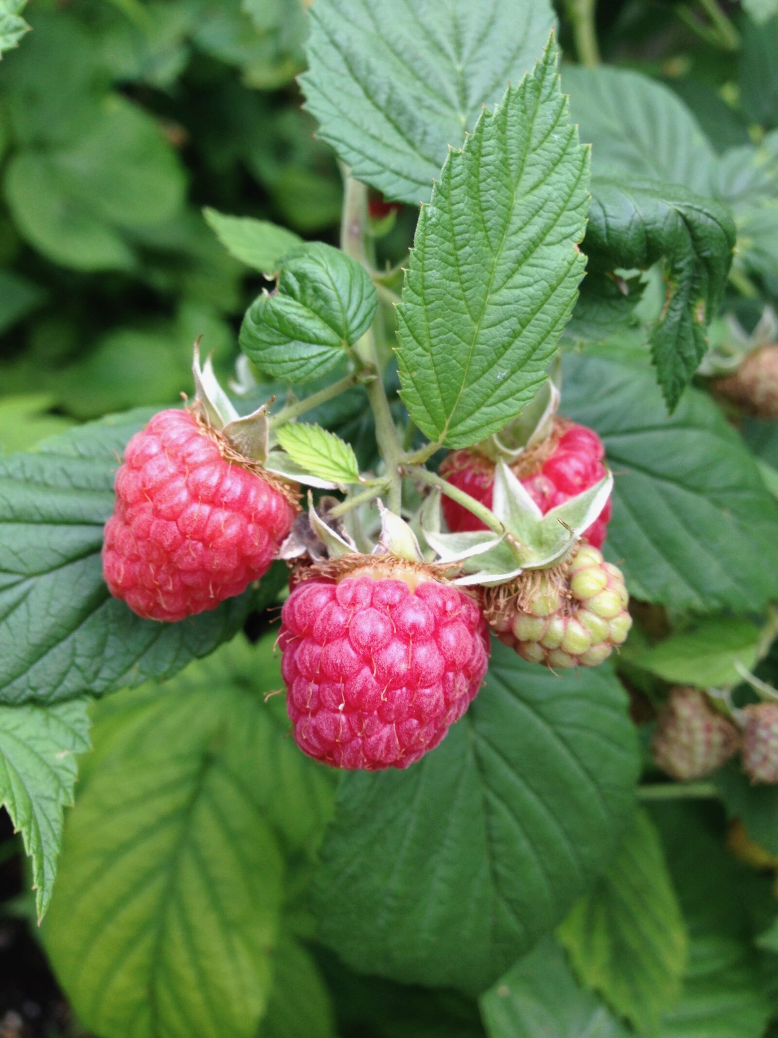 iPhone 5 back camera 4.12mm f/2.4 sample photo. Red, green, raspberry photography