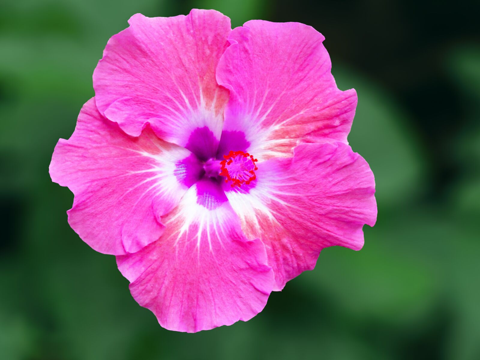 Canon PowerShot SX60 HS sample photo. Pink hibiscus, hibiscus, stigma photography