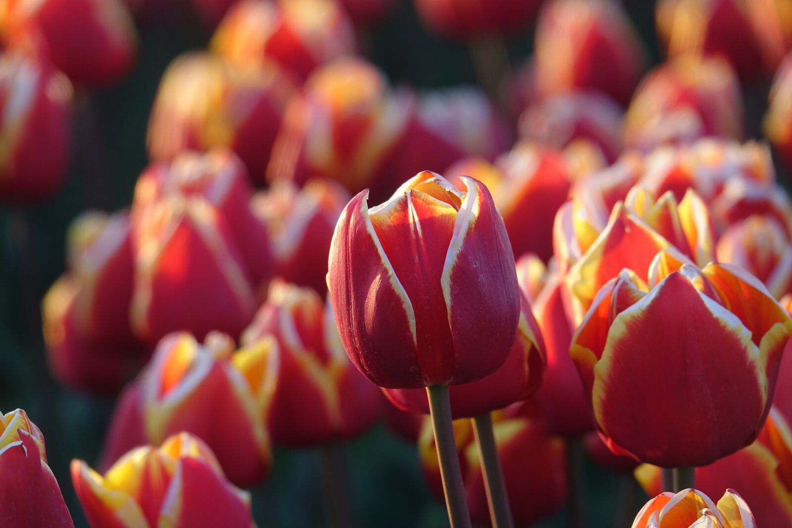 Sony Cyber-shot DSC-RX10 III sample photo. Tulips, tulip field, red photography