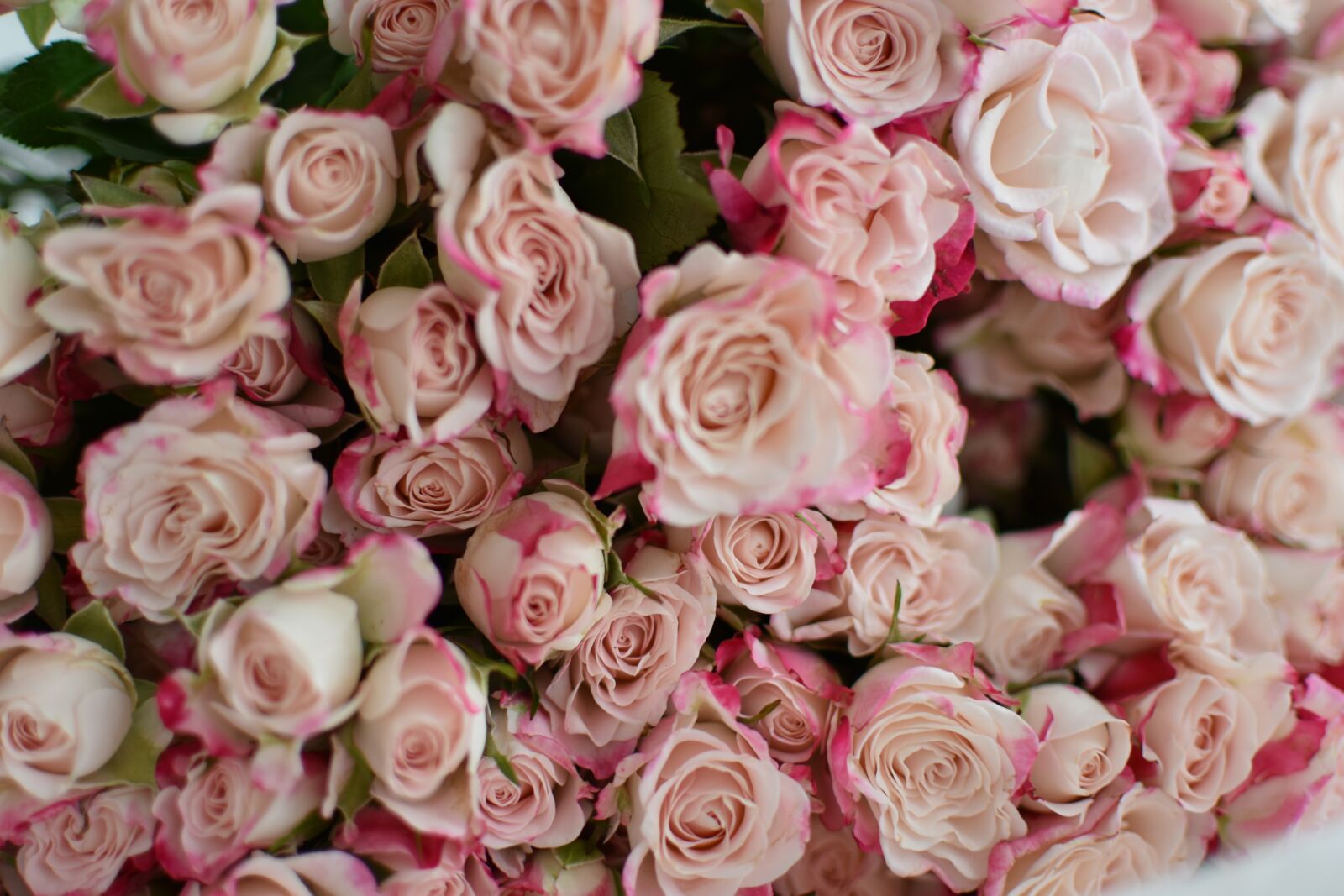 Nikon D3400 sample photo. Rose, bouquet, flowers photography