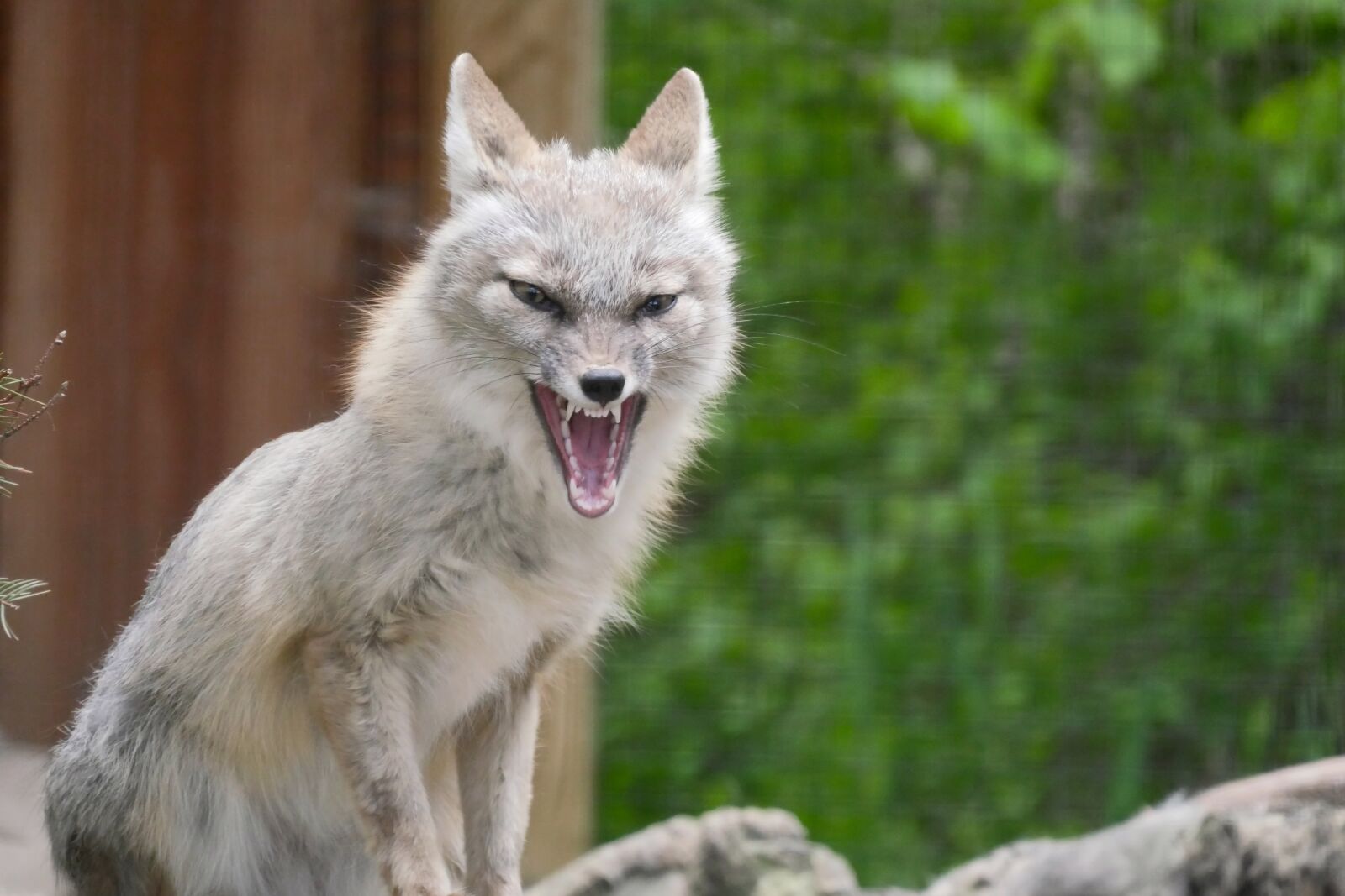 Panasonic Lumix DMC-GX8 sample photo. Wolf, tooth, predator photography