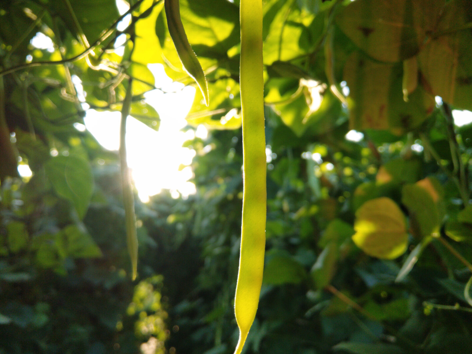 HTC U11 sample photo