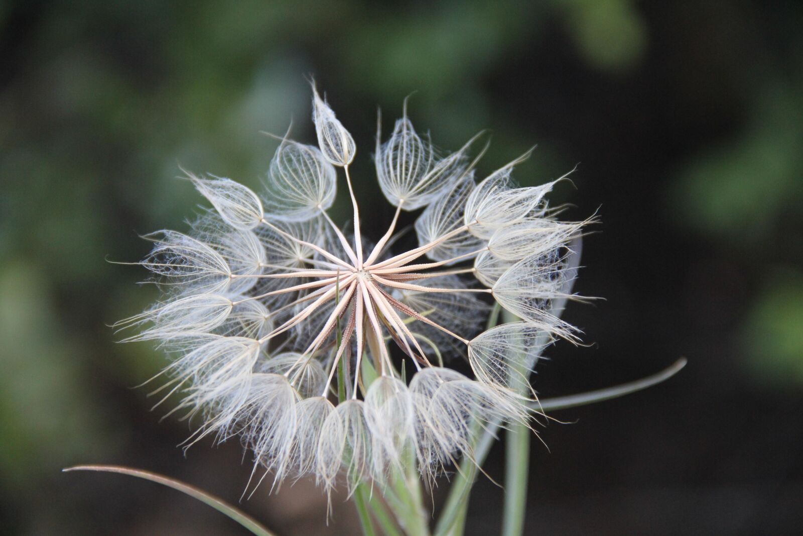Canon EOS 550D (EOS Rebel T2i / EOS Kiss X4) sample photo. Weed, seeds, flower photography