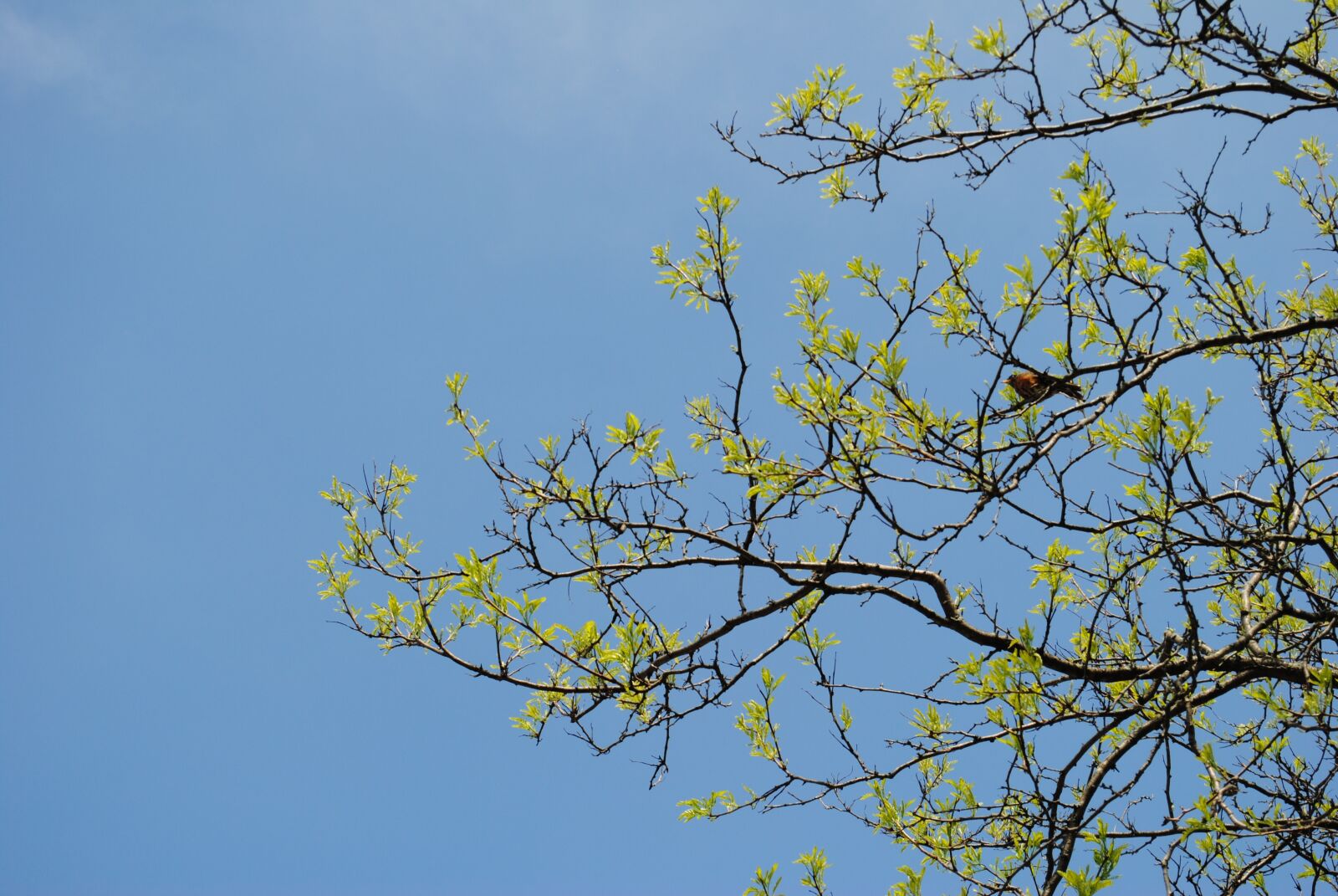 Nikon D3000 sample photo. Tree, sky, branches photography