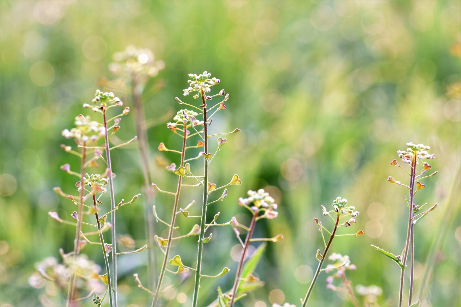 Nikon D5500 sample photo. Meadow, herbs, halme photography