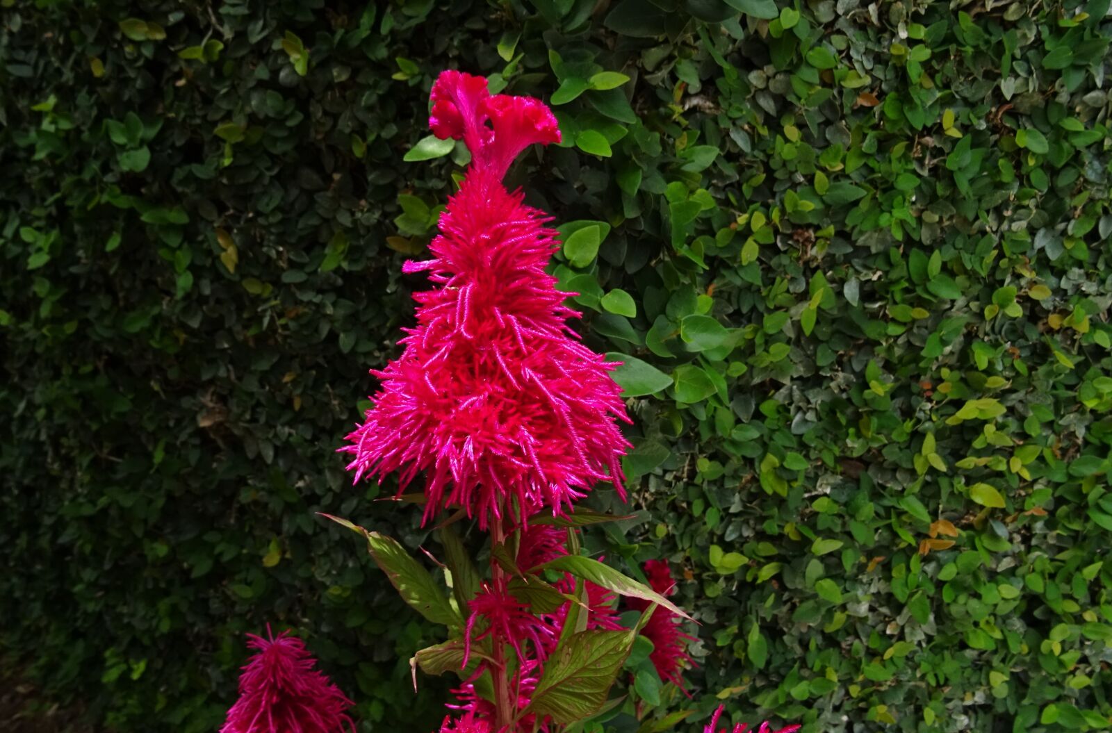 Sony DSC-HX60V sample photo. Cockscomb, flower, flora photography