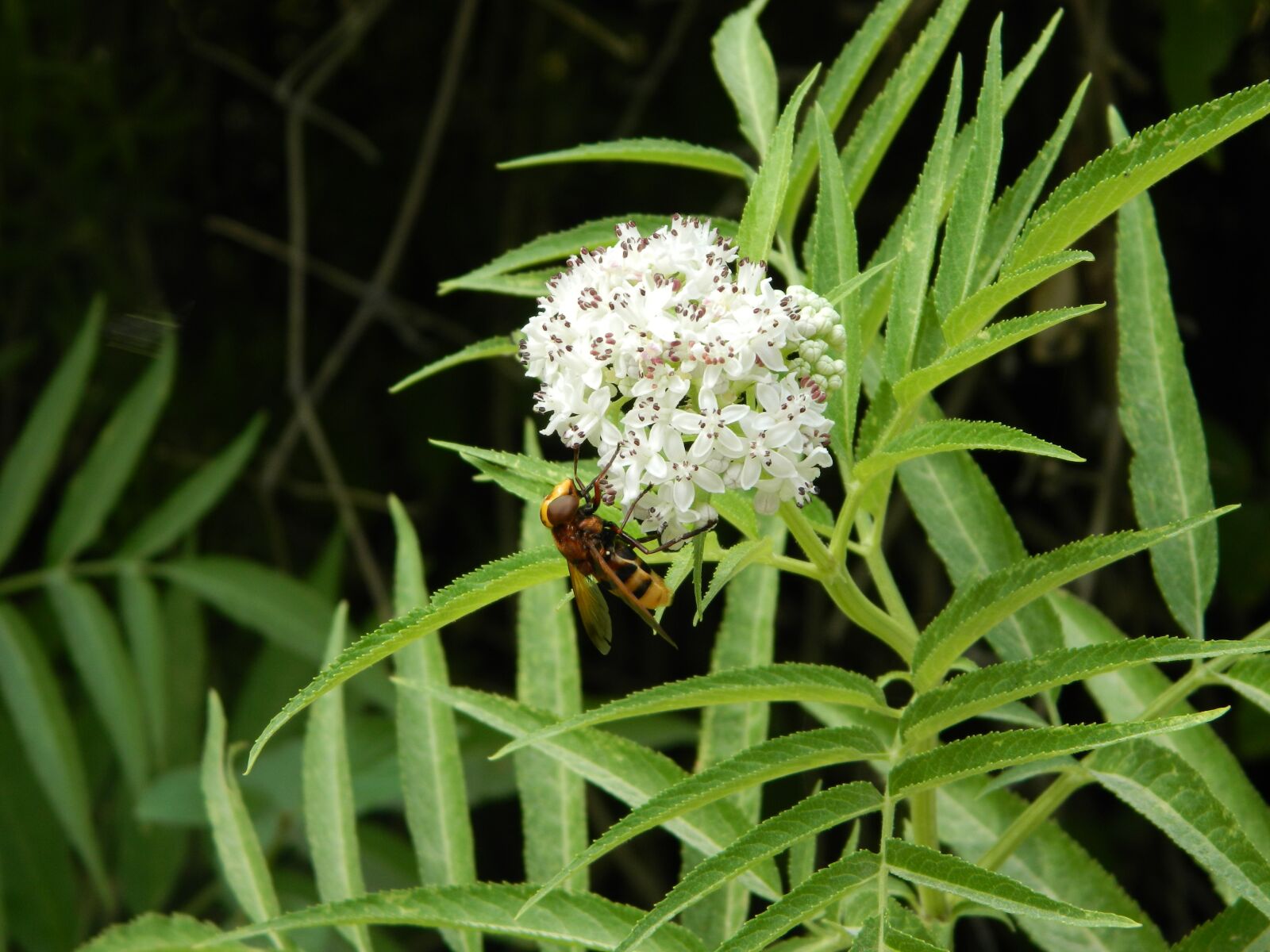 Nikon Coolpix L120 sample photo. Nature, wildlife, bee photography