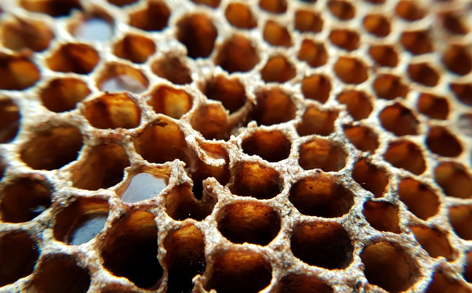 Samsung Galaxy S7 Edge sample photo. Honeycomb, honey, design photography