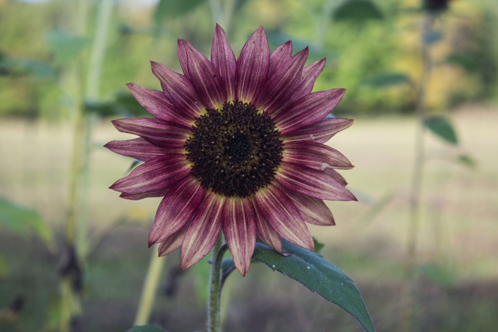 Canon EOS 1200D (EOS Rebel T5 / EOS Kiss X70 / EOS Hi) sample photo. Sunflower, yellow, spotted photography