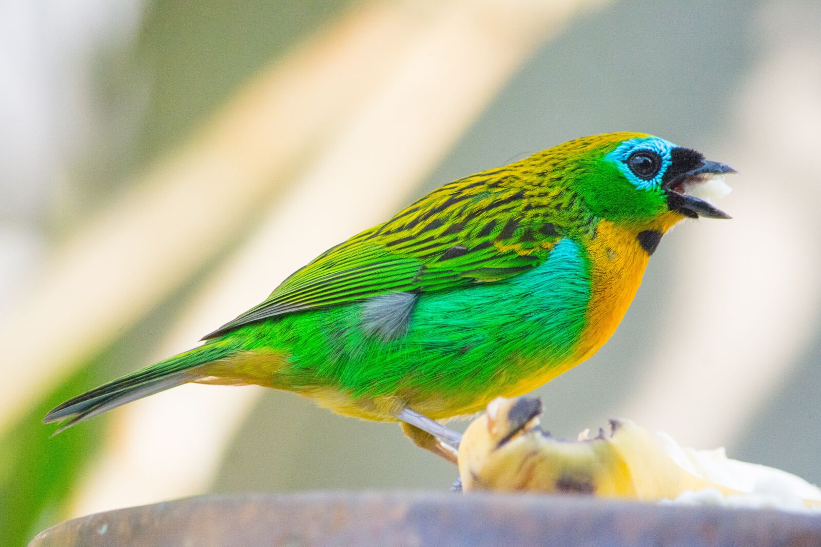 Nikon D7100 sample photo. Birds, pity, bird photography