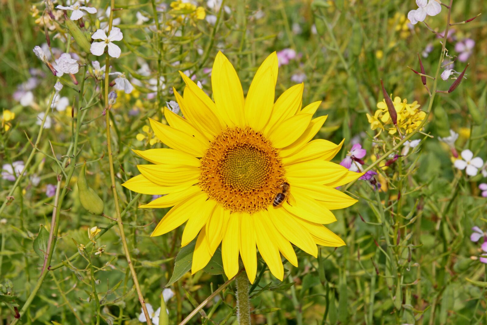 Canon EOS 60D sample photo. Autumn, sunflower, nature photography