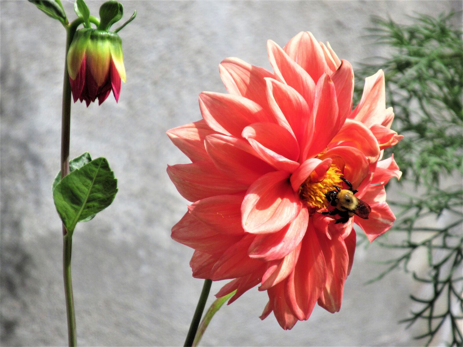 Canon PowerShot SX620 HS sample photo. Garden, flowers, nature photography