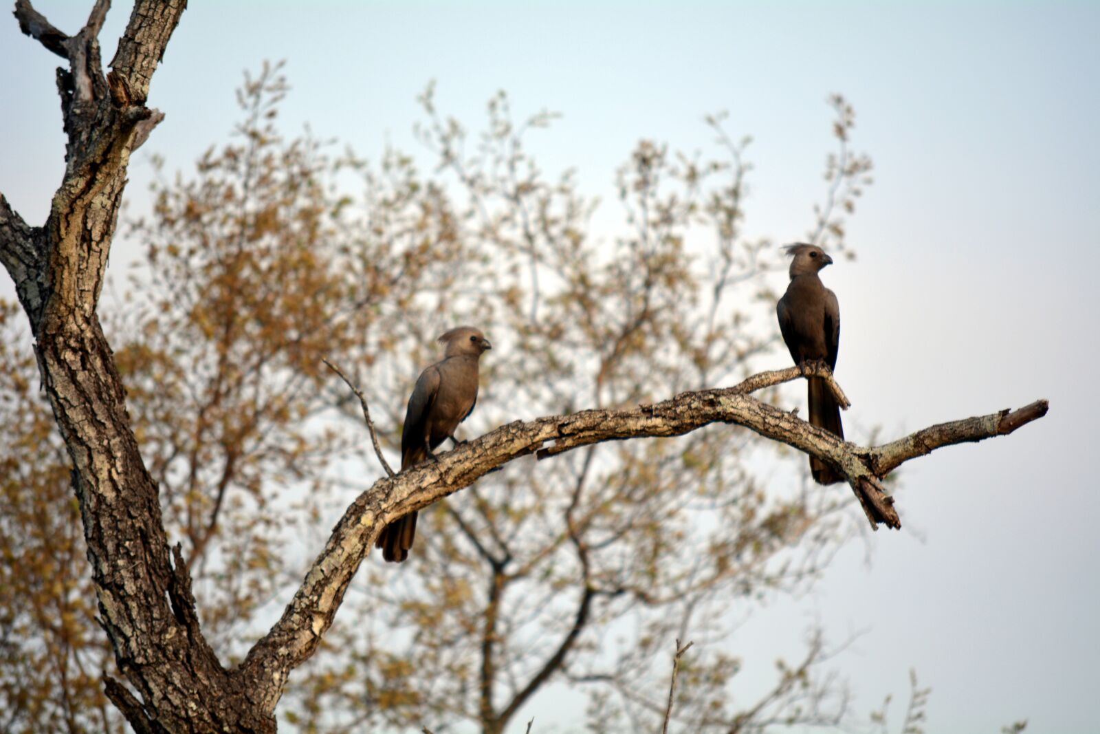 Nikon D5200 sample photo. Nature, wild life, africa photography