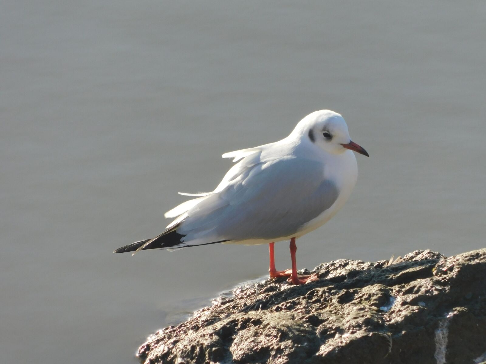 Nikon Coolpix B500 sample photo. Nature, bird, animal world photography