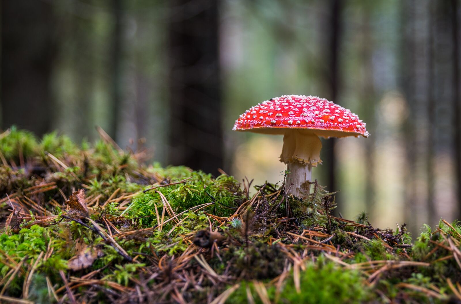 Canon EF 24-70mm F2.8L II USM sample photo. Mushroom, amanita, moss photography