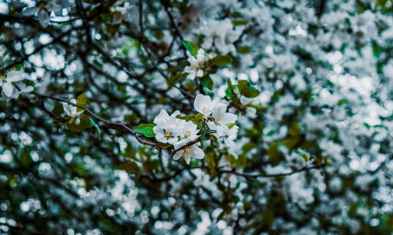 Nikon D3300 sample photo. Blooming, flowers, blooming tree photography