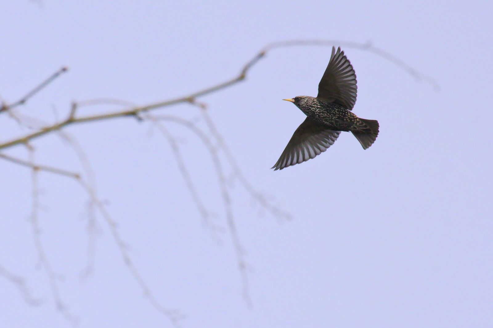 Canon EOS 550D (EOS Rebel T2i / EOS Kiss X4) sample photo. Common starling, starling, bird photography