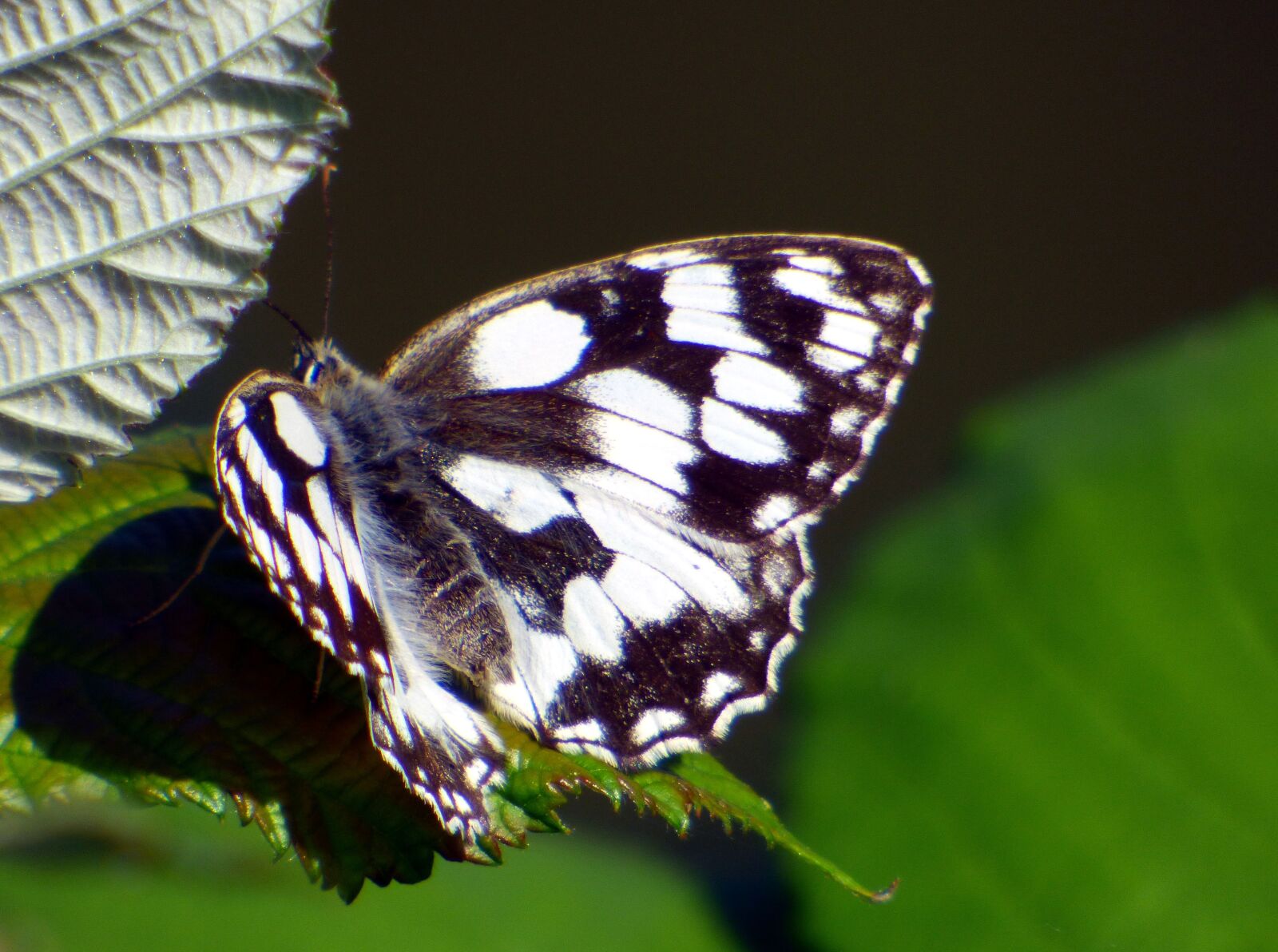 Panasonic DMC-FZ72 sample photo. Butterfly, white, black photography