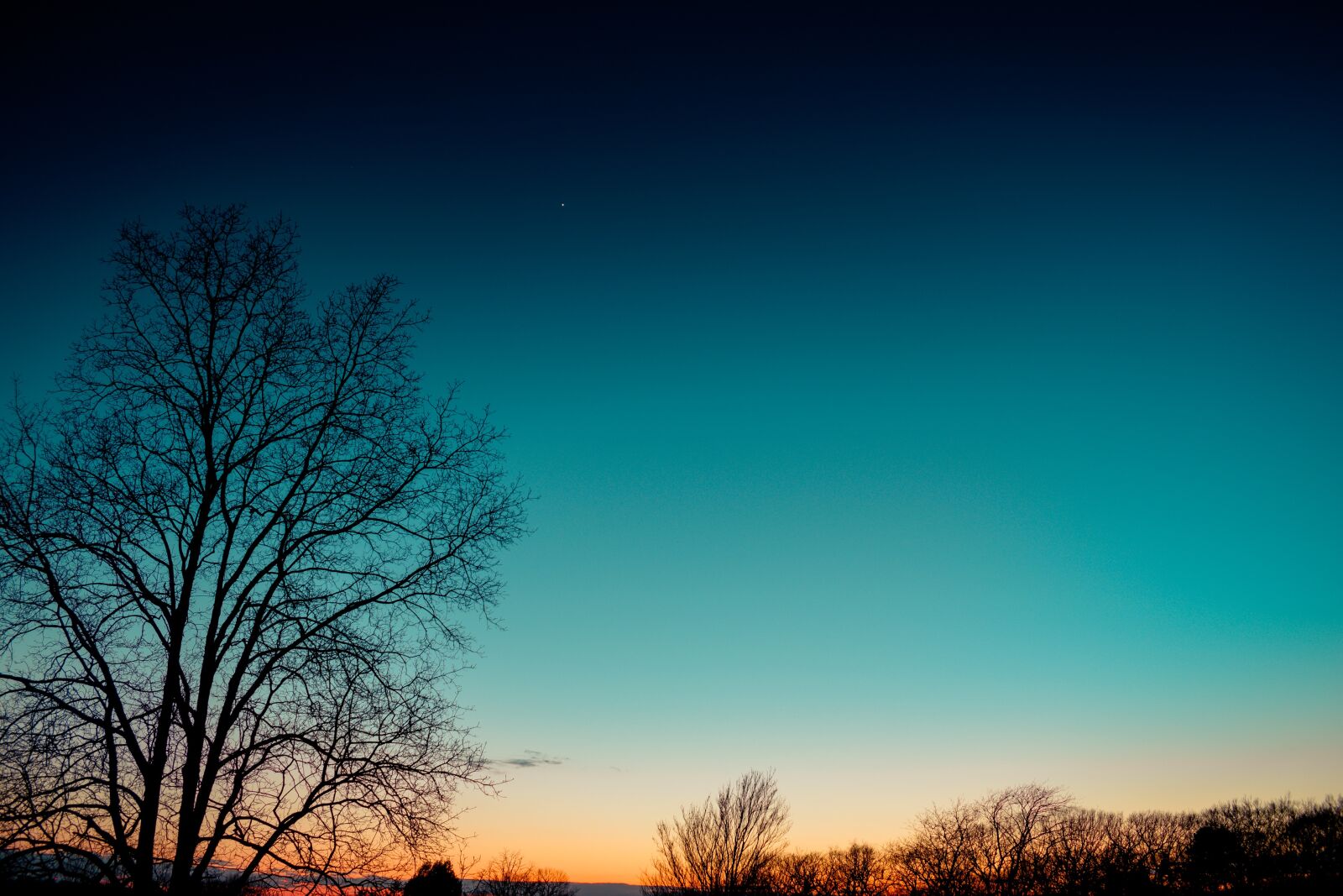 Nikon D5600 sample photo. Sunset, tree, stars photography