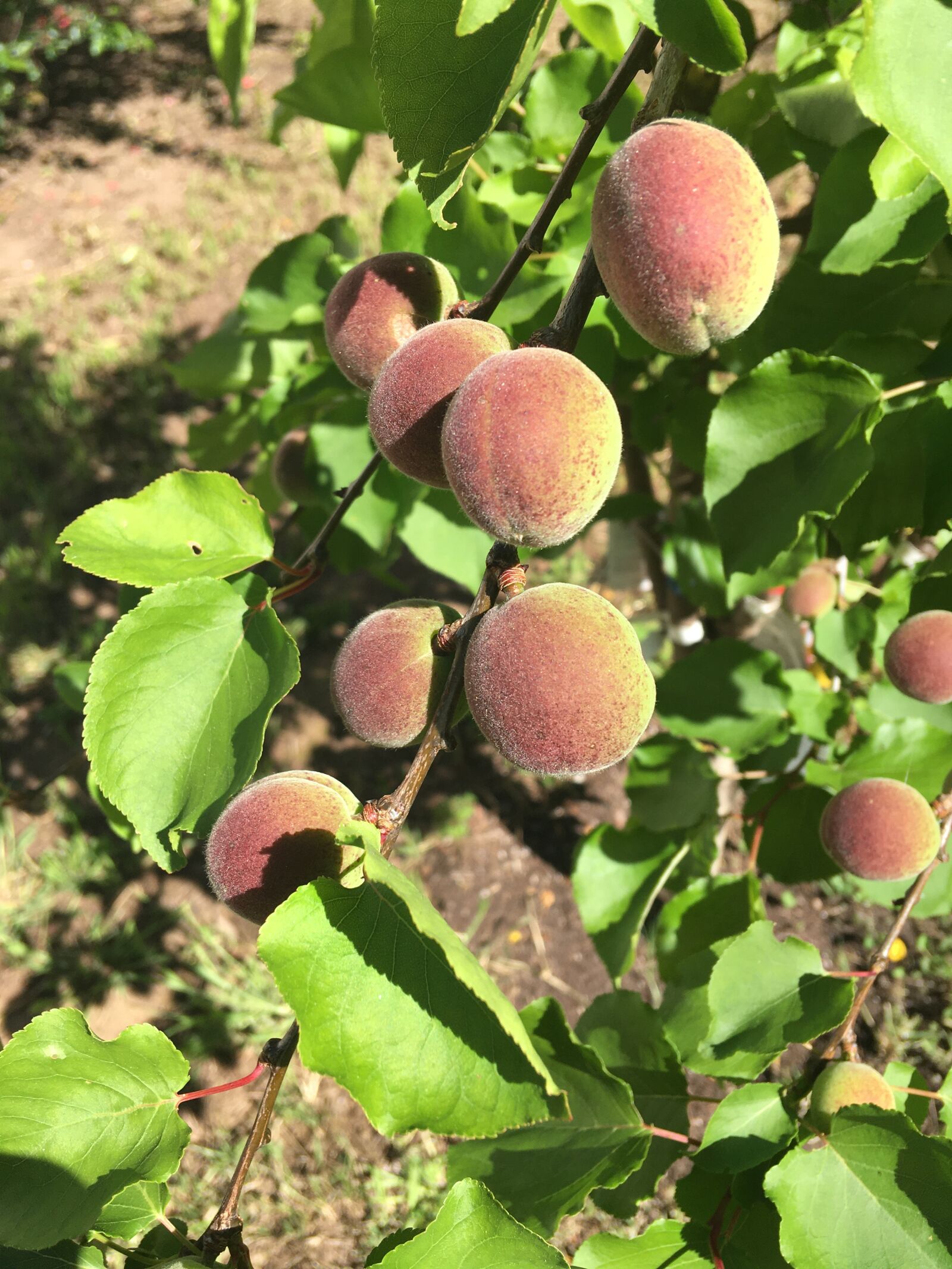 iPhone SE back camera 4.15mm f/2.2 sample photo. Budding, apricots, new photography