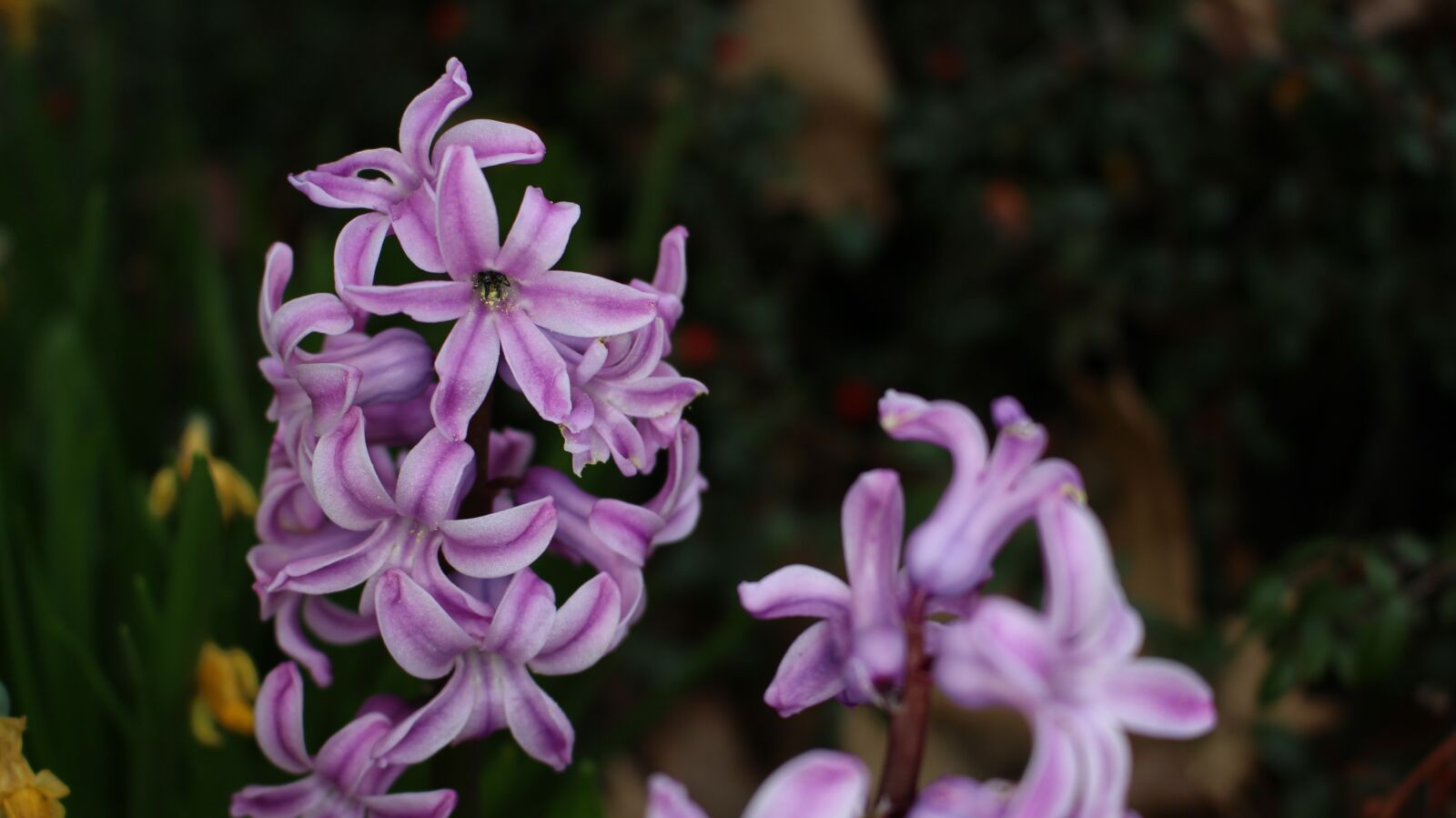 Canon EOS 700D (EOS Rebel T5i / EOS Kiss X7i) sample photo. Pink, flower, macro photography