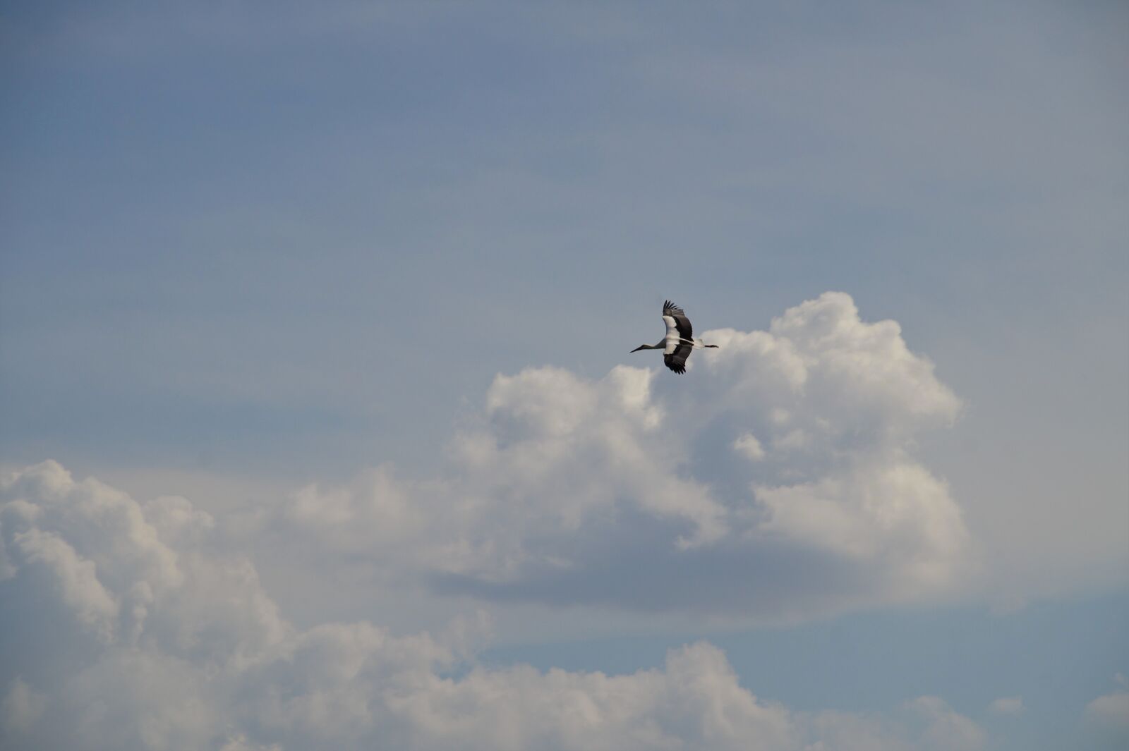 Sony SLT-A58 sample photo. Stork, flying, flight photography