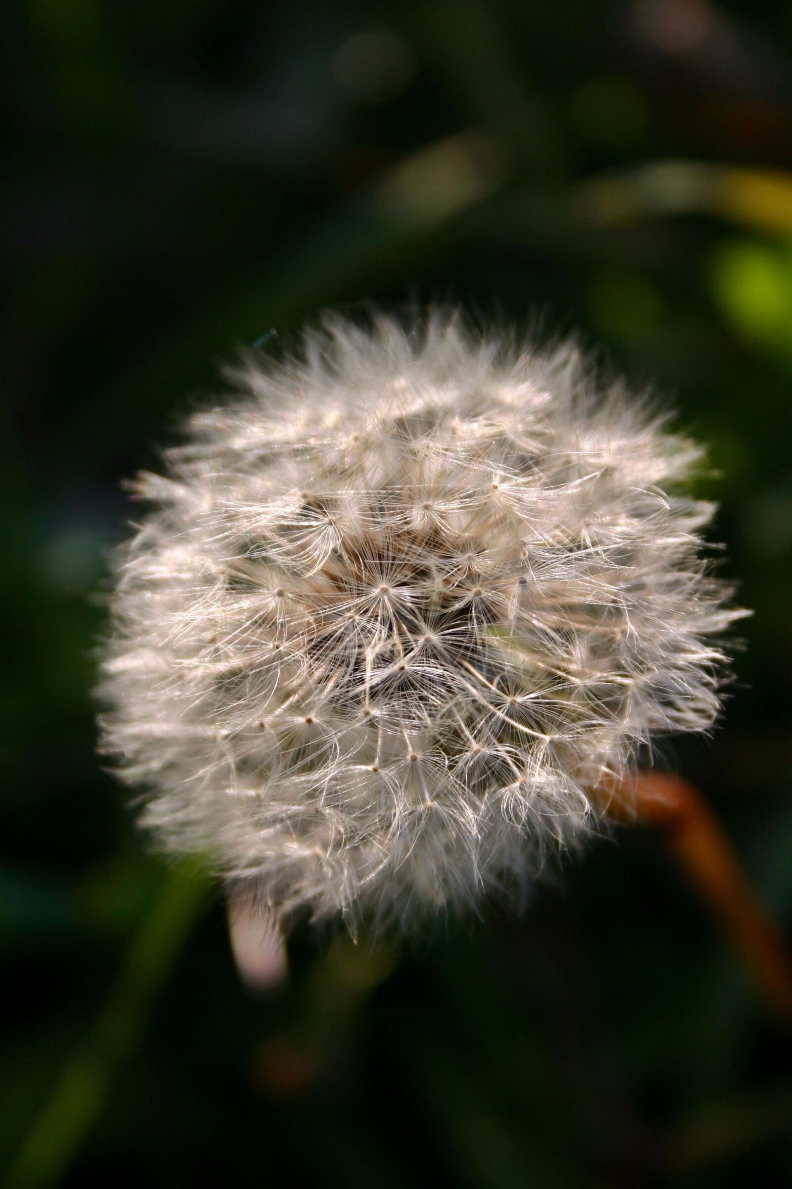 Canon EOS 300D (EOS Digital Rebel / EOS Kiss Digital) sample photo. Dandelion, seeds, nature photography