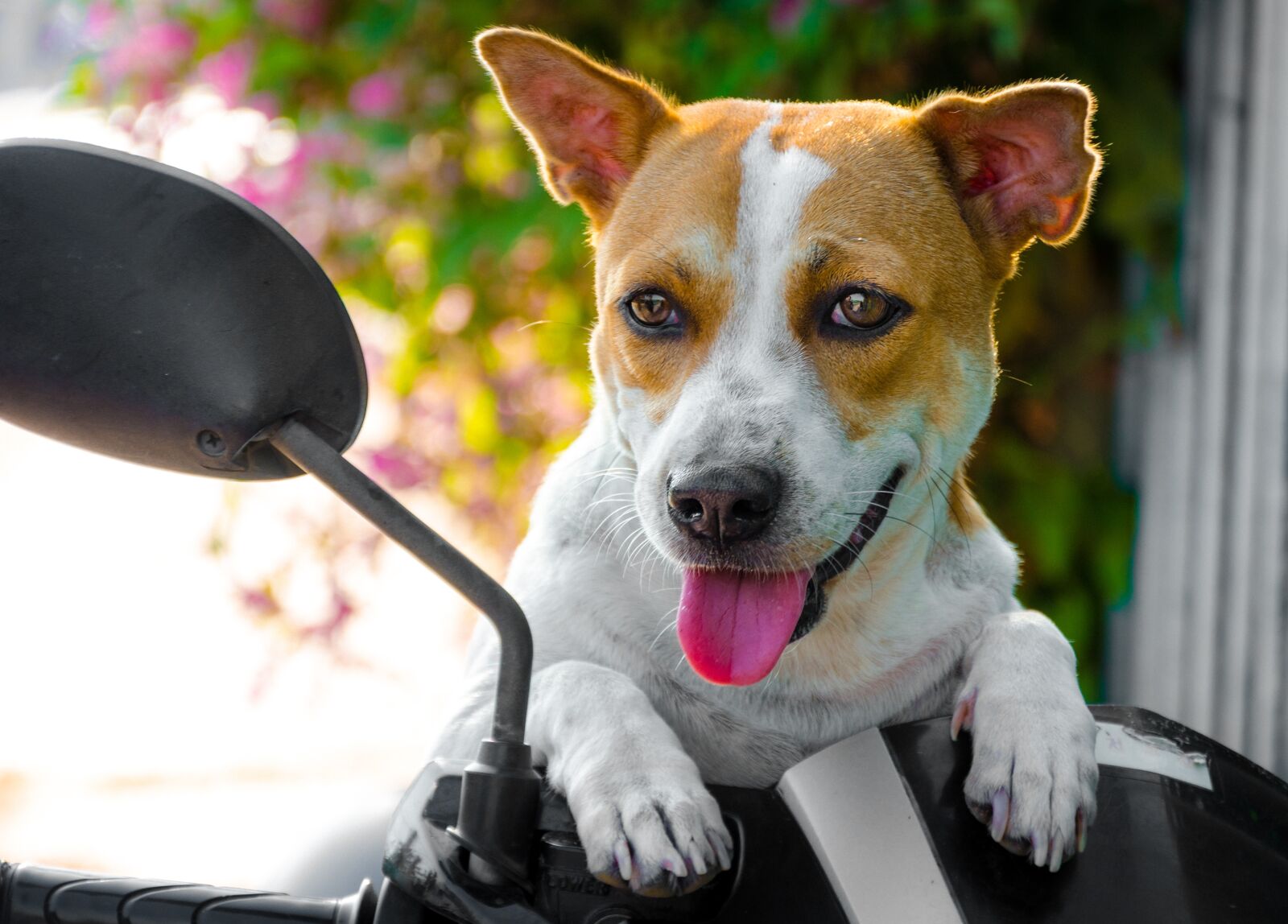 Nikon D7000 sample photo. Animal, pet, pets photography