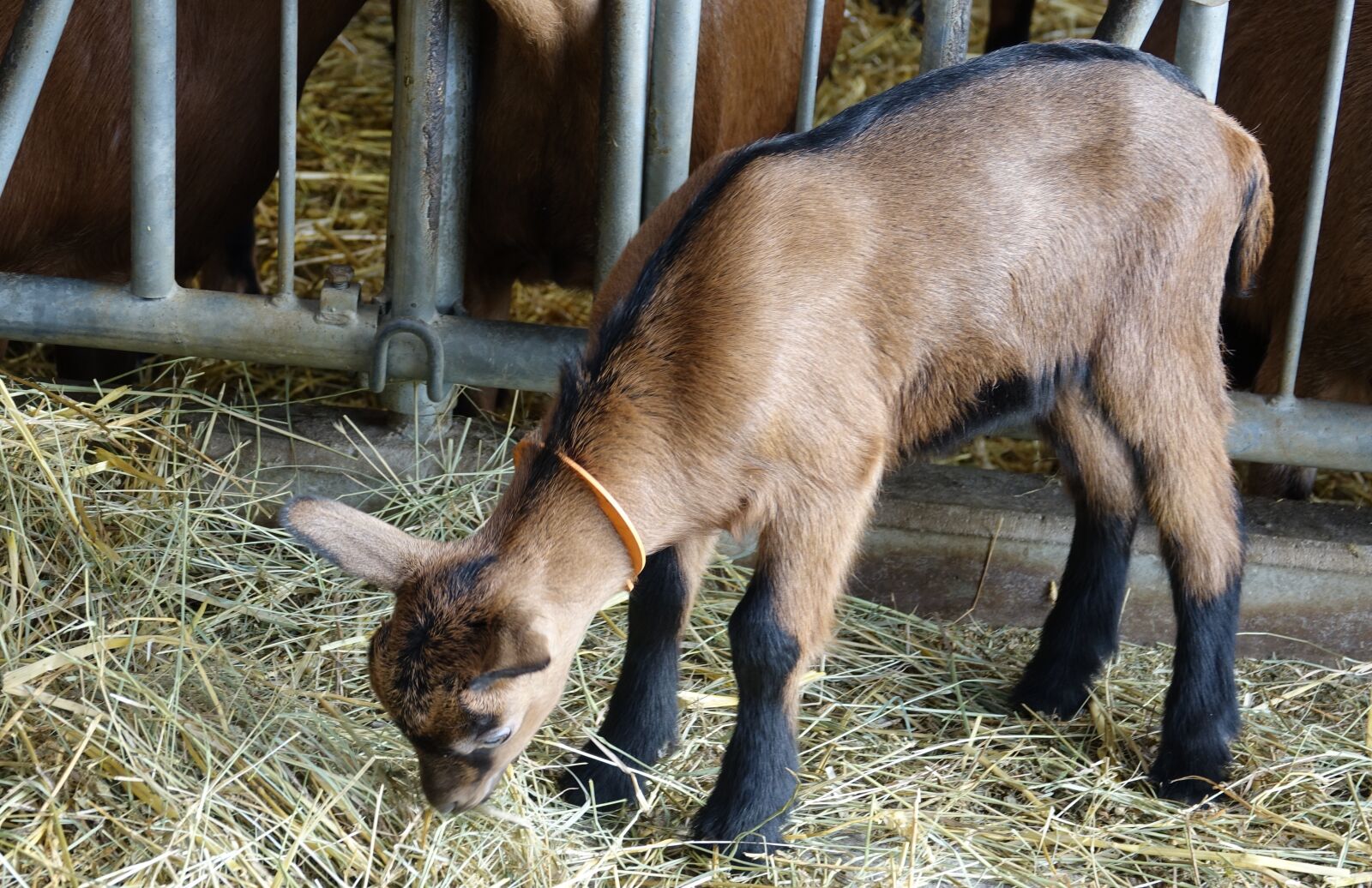 Sony Cyber-shot DSC-RX10 III sample photo. Mammal, kid, breeding photography