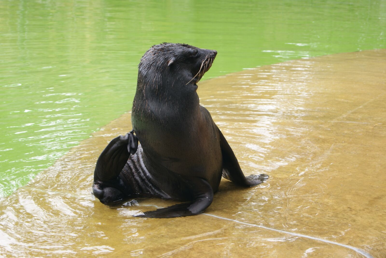 Sony Alpha DSLR-A230 sample photo. Seal, dog, water photography