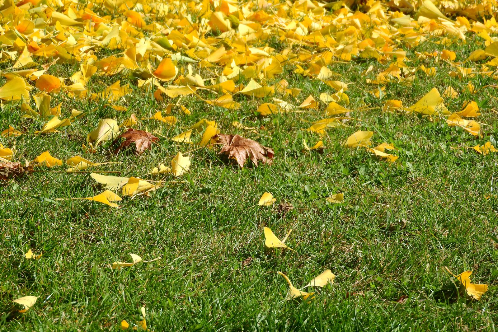 Nikon Coolpix P610 sample photo. Colorful leaves, fallen leaves photography