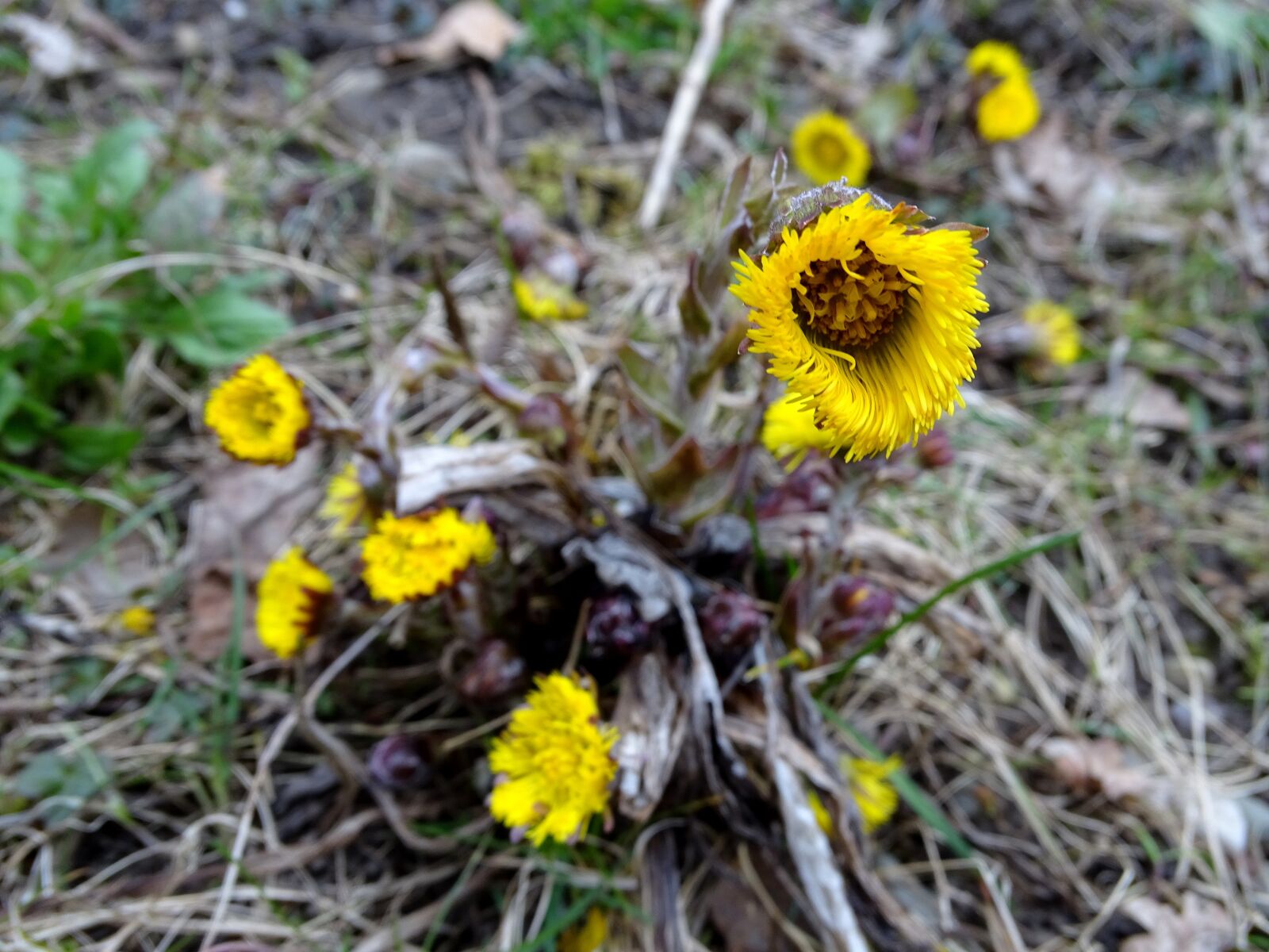 Sony Cyber-shot DSC-HX400V sample photo. Tussilago farfara, spring, cough photography