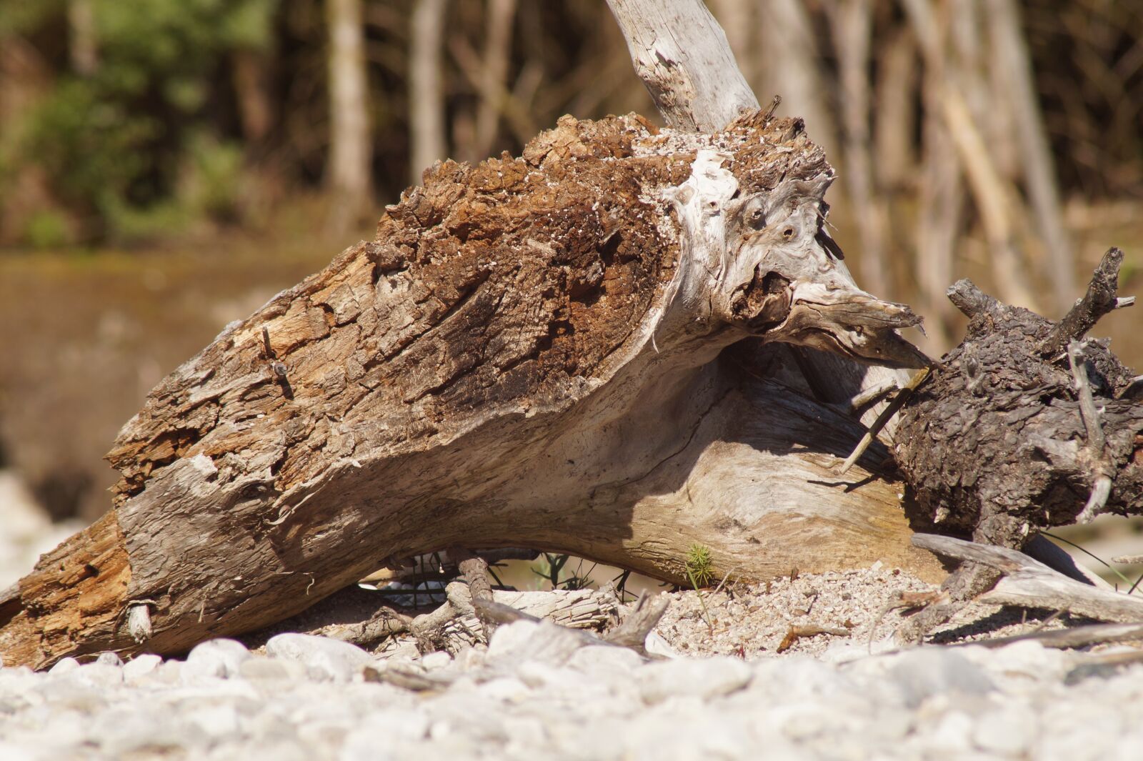 Sony SLT-A58 sample photo. Tree stump, root, fell photography