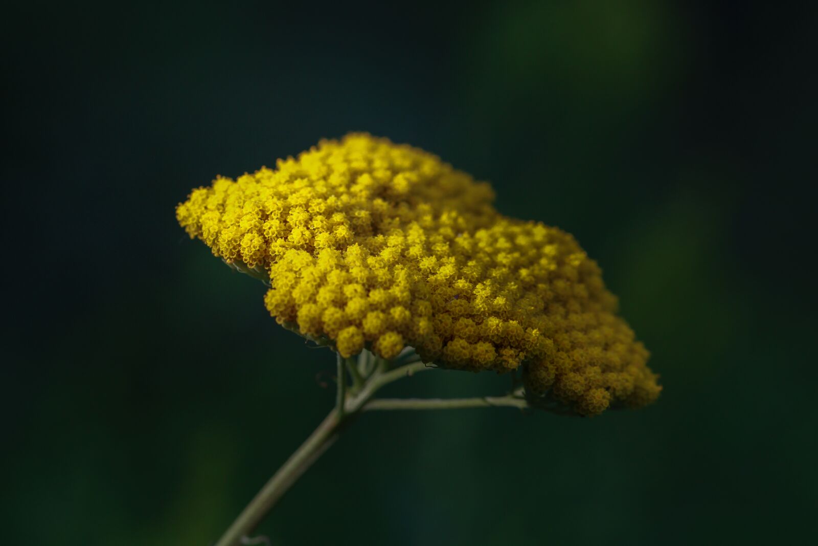 Canon EF 100mm F2.8L Macro IS USM sample photo. Flower, yellow, nature photography