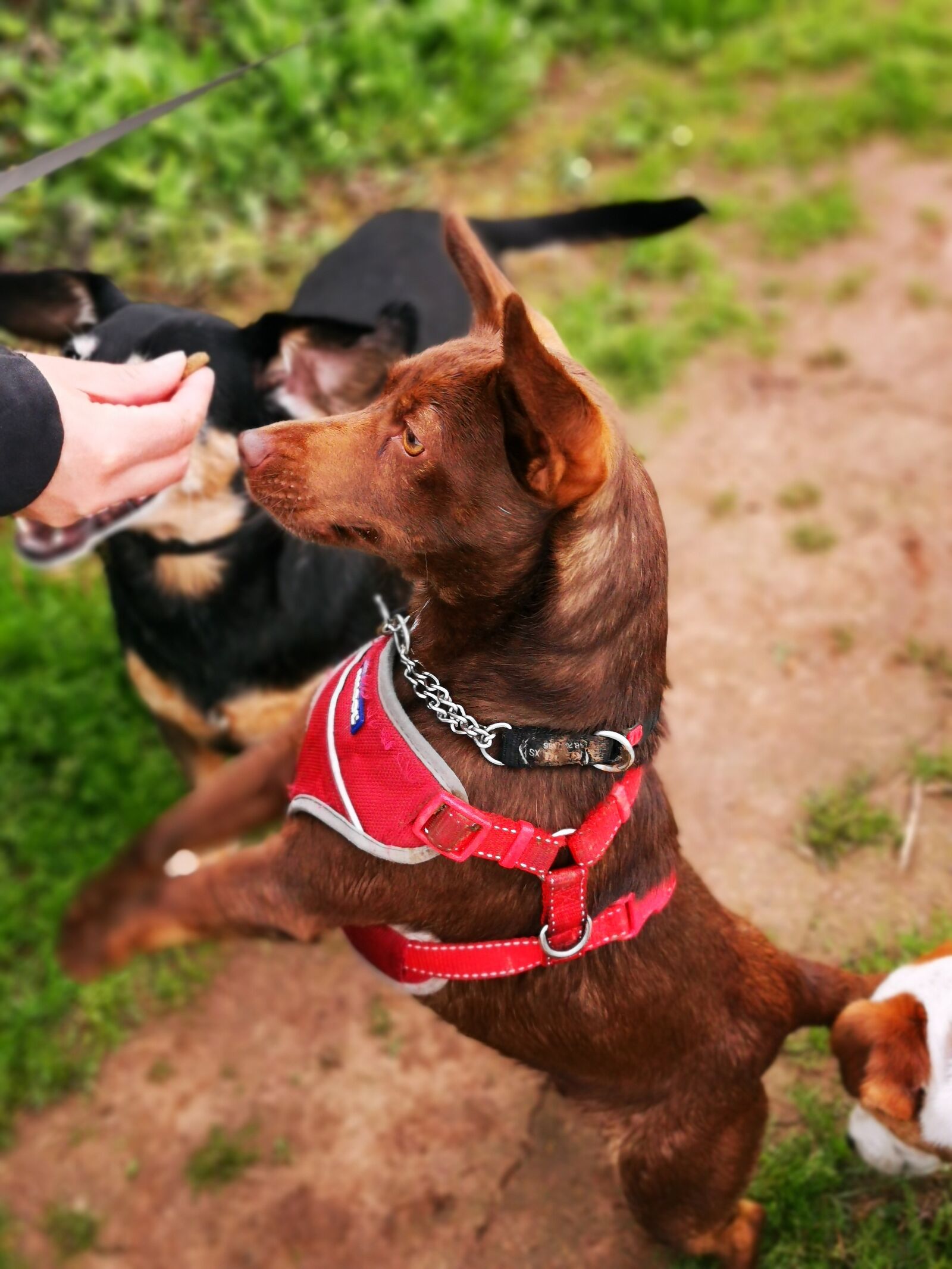 HUAWEI P30 Pro sample photo. Dog, pets, animal photography
