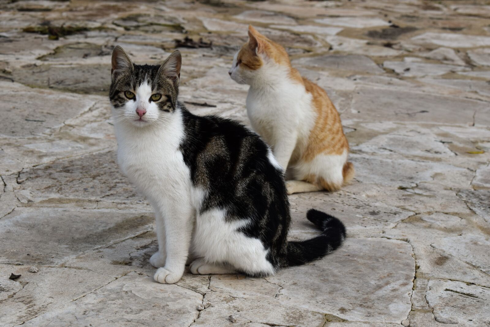 Nikon D3300 sample photo. Cat, stray, animal photography