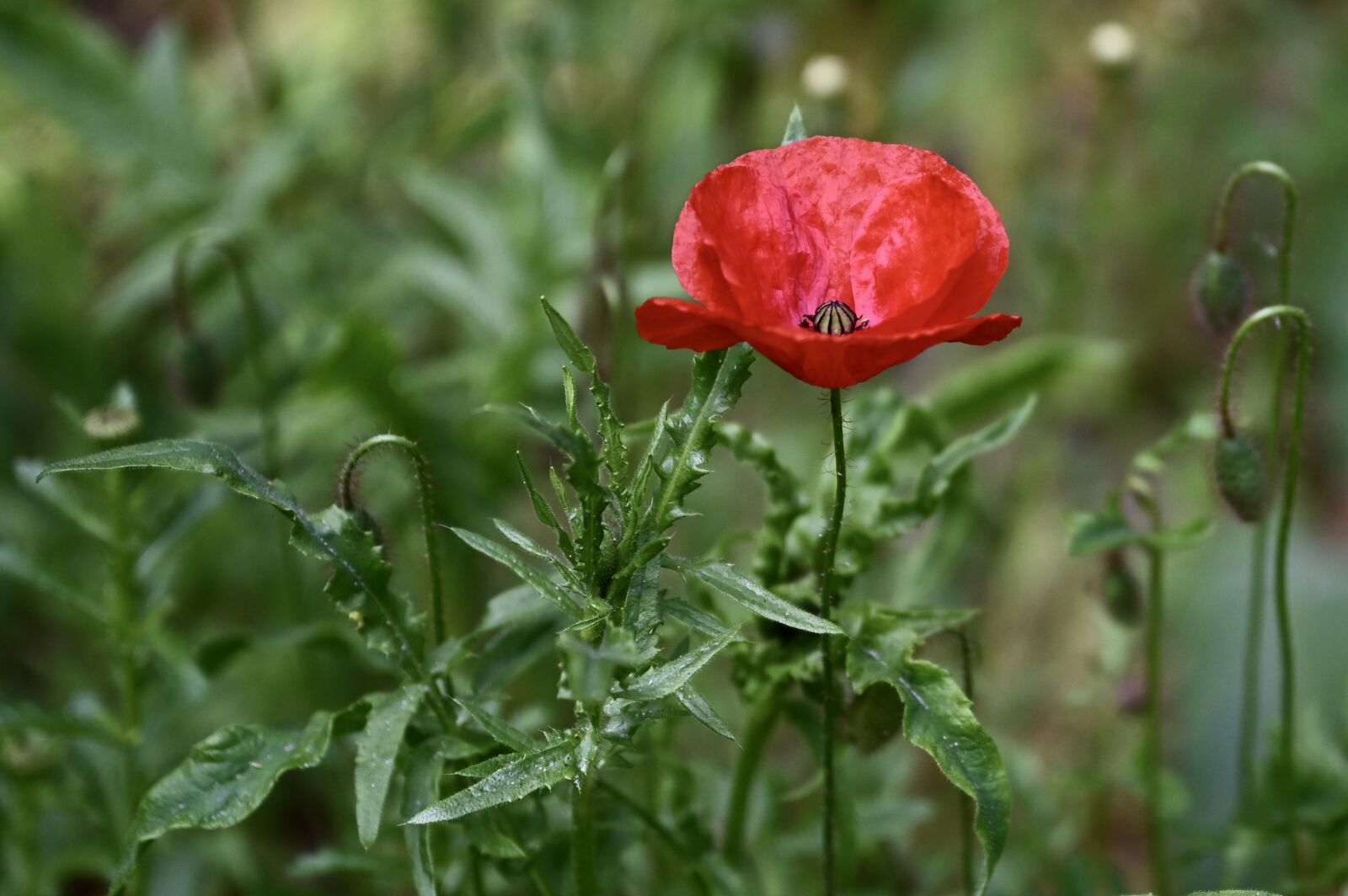 Nikon Z6 sample photo. Poppy, klatschmohn, blossom photography