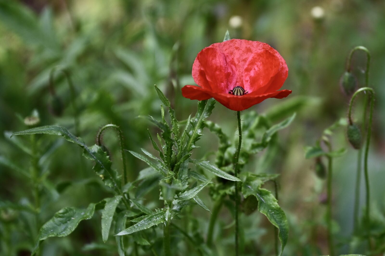 Nikon Nikkor Z 24-70mm F2.8 S sample photo. Poppy, klatschmohn, blossom photography